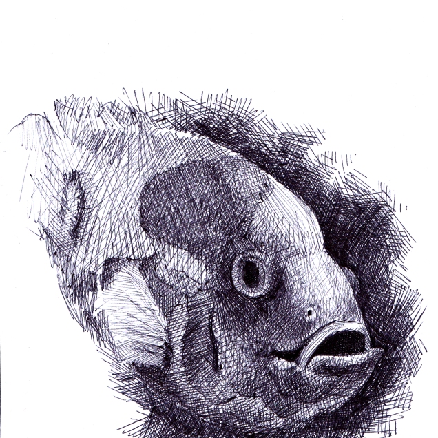ikan Louhan drawing pen